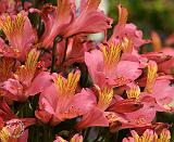 Flowers 8W90D-12